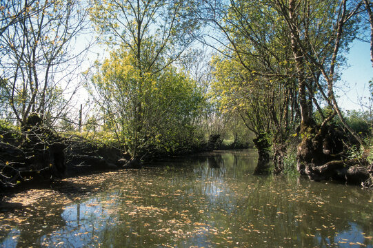 85; France; Fr&ecirc;ne; Fr&ecirc;ne t&ecirc;tard; Marais Poitevin; Parc naturel r&eacute;gional du Marais poitevin; Paysage; Vend&eacute;e; arbre; botanique; eau; fraximus; marais; nature; v&eacute;g&eacute;tal; zone humide; 