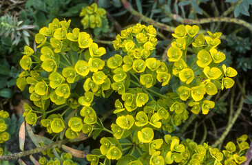Euphorbe rigide, Euphorbia rigida