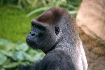 Gorille de plaines, Gorilla gorilla gorilla, République démacratique du Congo