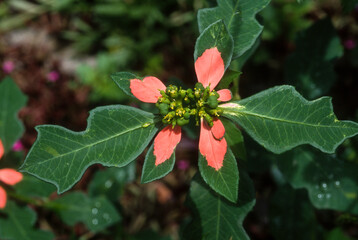 Poinsettia, euphorbia. Poinsettia