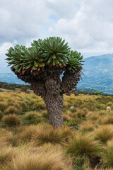 Fototapeta na wymiar Giant groundsels growing in the moorland eceological zone of the Aberdare National Park, Kenya