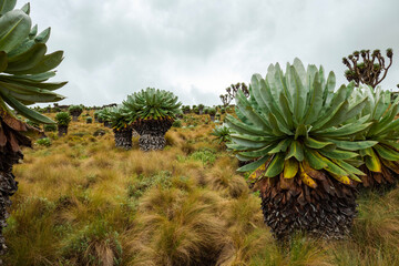 Giant groundsels growing in the moorland eceological zone of the Aberdare National Park, Kenya