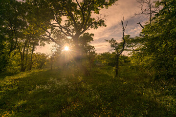 Landschaft im Naturschutzgebiet Mäusberg bei Karlstadt, Landkreis Main-Spessart, Unterfranken,...