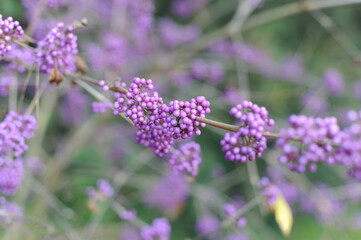 Purple and violet shiny drupes (berries or fruits) of Japanese beautyberry (Callicarpa japonica) called Murasakishikibu in Japan, Asia, closeup, macro