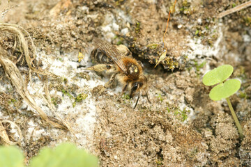 Closeup on a female of the sandpit or bearder mining bee, Andrena barbilabris