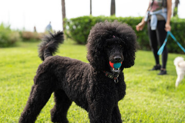 Black standard poodle in the park on green grass with a ball in his mouth.