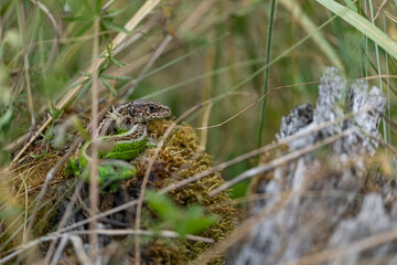 Zauneidechse, Lacerta agilis