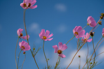 風に揺れるコスモス