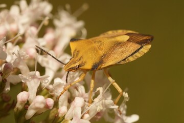 Close up of one of the more colorful but rather rare shield bugs , Carpocoris fuscipinus