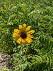 small sunflower