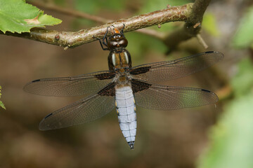 Closeup on a blue male Broad bodied chaser dragonfly, Libellula depressa, hanging in the vegetation