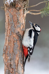 Woodpecker , Wildlife Photography , Natural Bird - obrazy, fototapety, plakaty