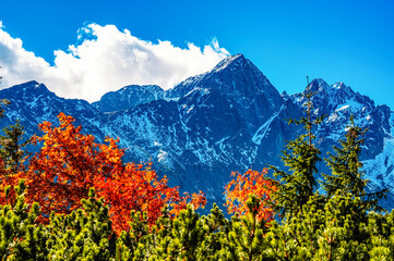 Snowy High Tatras with colorful autumn trees. Hiking from zelene lake to cottage plesnivec near...