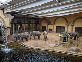 Asian elephants in large indoor building. Elephant sanctuary and zoo enclosure
