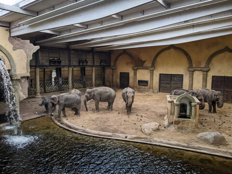 Asian elephants in large indoor building. Elephant sanctuary and zoo enclosure