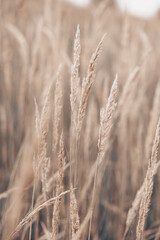 Pampas grass in autumn. Natural background. Dry beige reed. Pastel neutral colors and earth tones. Banner. Selective focus.