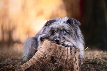 Portrait cute dog chin rest trick in sunset bokeh