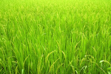 Rice field in Rainy Day Background.