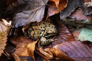 Common frog rana temporaria in autumn leaves