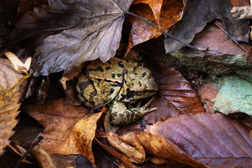 Foto op Canvas Common frog rana temporaria in autumn leaves © Дмитрий Сидор