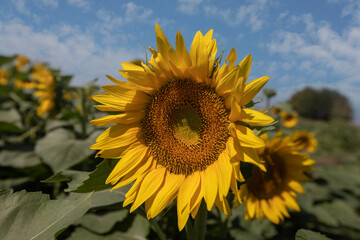 Naklejka premium Sunflower field against blue sky on a sunny day