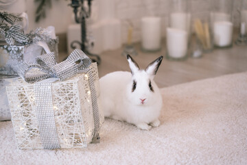 White rabbit with a gift under the tree as a symbol of the new year 2023.