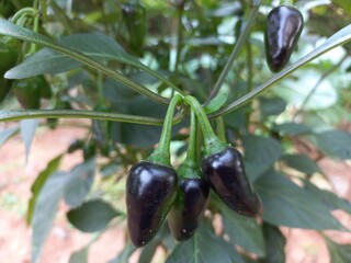 Thick black green chili on plant, lots of hanging peppers on a green chili plant