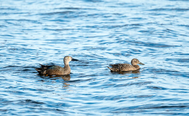 Cape Shoveler (Spatula smithii) pair or two ducks on the water in the wild in Western Cape, South Africa
