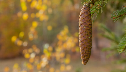 Jesień, świerkowa szyszka, w tle kolorowe jesienne liście.
