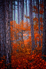 misty autumn forest in the morning 