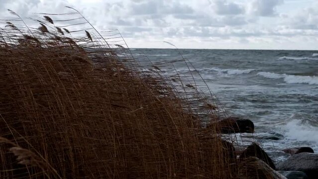 A gloomy, dark autumn day on the coast of the Baltic Sea. Reeds move in a strong wind