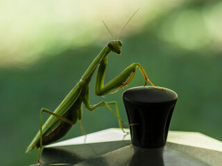 Gottesanbeterin auf Kaffeekanne