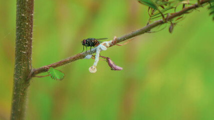 fly on the tree