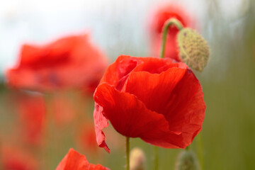 Red poppy flower with a blurred natural background