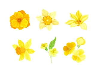 Stof per meter Set of beautiful yellow flowers set. Elegant delicate blooming plants vector illustration © Happypictures