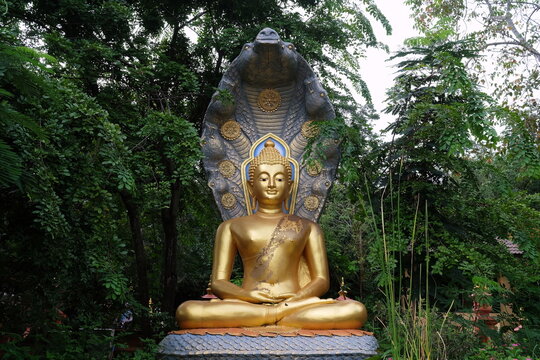 Ancient Golden Buddha Image Protected by the Hood of the Mythical Serpent or Naga in the Garden at Wat Doi Prachan Mae Tha, Mae Tha District, Lampang where is a Landmark of Thailand.