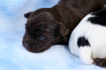 Fototapeta na wymiar Biewer Terrier puppies sleep on a blue blanket.