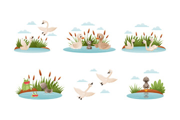Waterfowl swimming in pond set. Ugly duckling fairy tale scenes cartoon vector illustration - obrazy, fototapety, plakaty