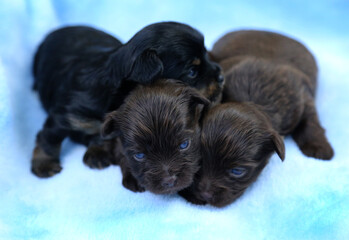 Biewer Terrier puppies sleep on a blue blanket.