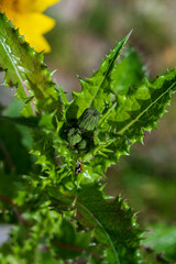 Detail of green bud of Sonchus asper plant with pointed leaves and red ladybird.