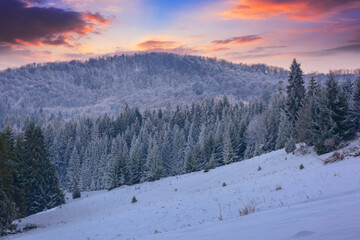 Fototapeta na wymiar snow covered glade in coniferous forest. beautiful nature scenery at dusk. mountain landscape in winter