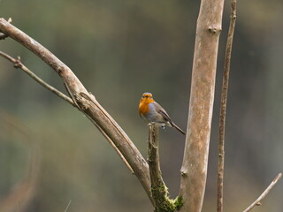 Rotkehlchen auf Totholz