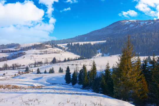 rural landscape in winter. coniferous forest on the snow covered hill. wonderful mountain scenery in evening light