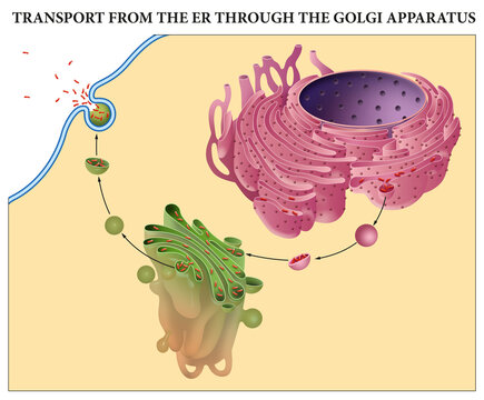 Transport from the ER through the Golgi Apparatus