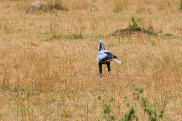 Secretarybird or secretary bird (Sagittarius serpentarius) walking in Serengeti national park, Tanzania