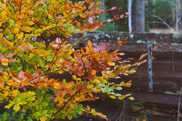 autumn leaves in the forest