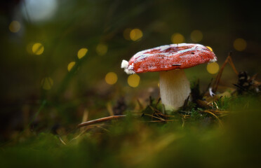 fly agaric mushroom