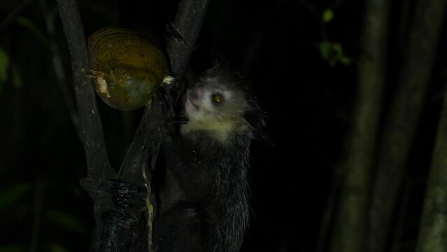 Aye-aye, Daubentonia madagascariensis, night animala from Akanin’ ny nofy in Madagascar. Aye-aye nocturnal lemur monkey in the nature habitat, coast forest in Madagascar, widllife nature. Rare endemic