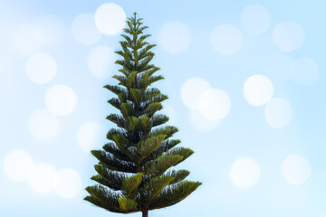 Isolated pine, araucaria heterophylla, on blue background with bokeh.