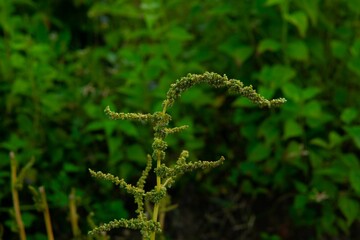 Close-up of a slender amaranth (Amaranthus viridis) plant in a garden